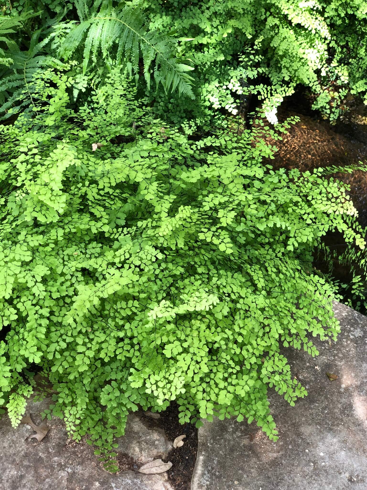 Adiantum raddianum 'Fragrans'